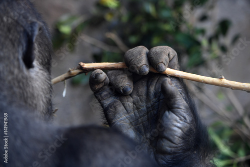 Big gorilla at the zoo
