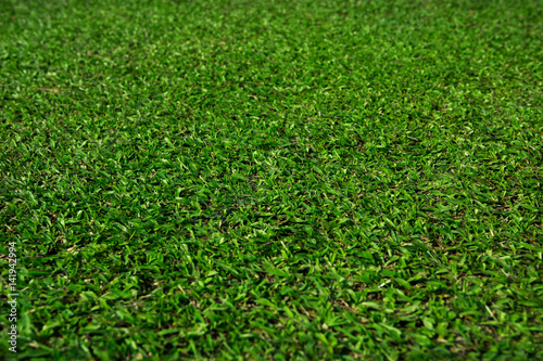 Grass field texture, Selective focus on center