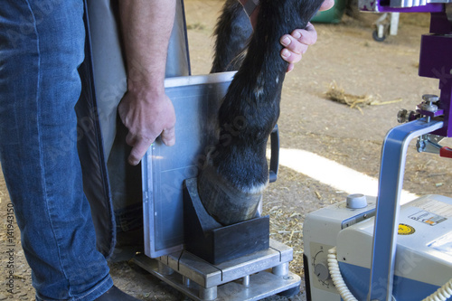 horse veterinarian working with health horse