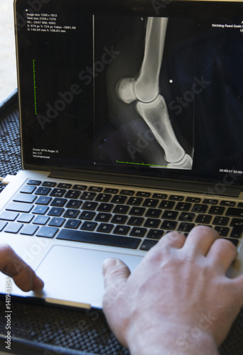 horse veterinarian working with health horse