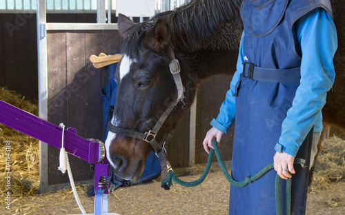 horse veterinarian working with health horse
