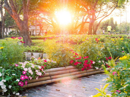 colorful flower field on the garden