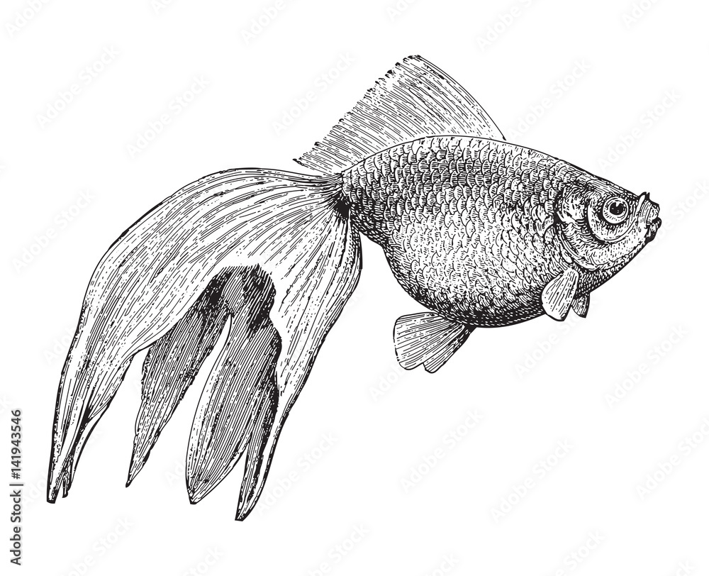Goldfish (Veiltail) / vintage illustration 
