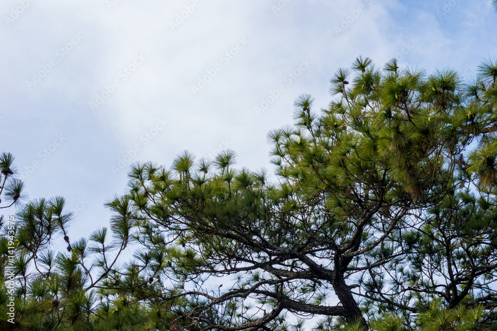Fototapeta premium Pine Tree on Phu Kradueng National Park Loei, Thailand.