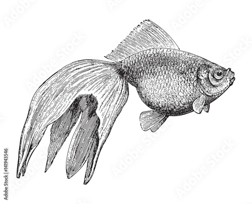 Goldfish (Veiltail) / vintage illustration 