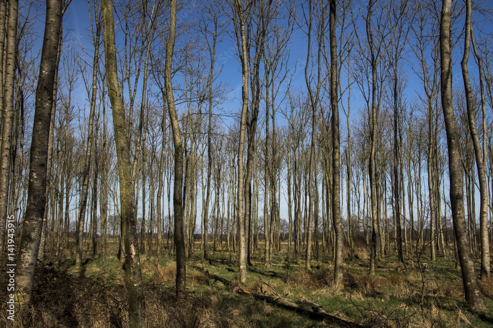 Fototapeta premium trees