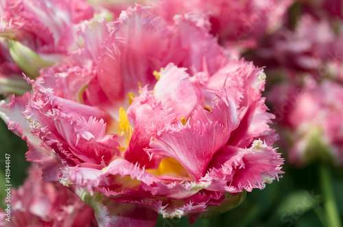 pink blooming tulip spring background