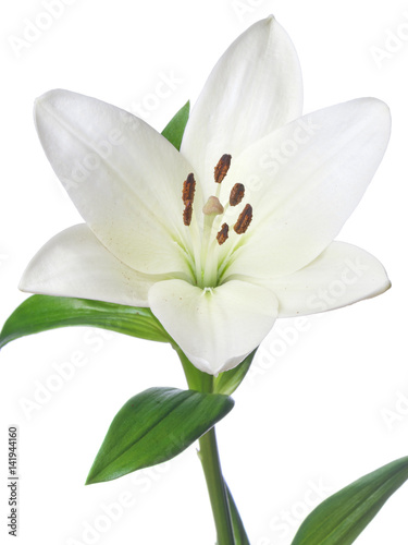 Single white flower on white background