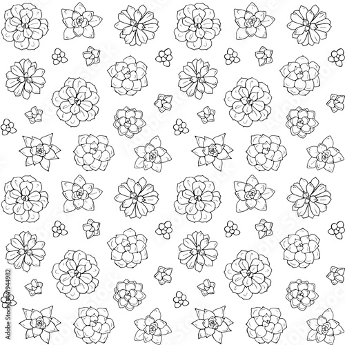 Hand drawn succulent plant. Vector illustration isolated on white background. Seamless pattern. Design for wrapping paper, fabric background