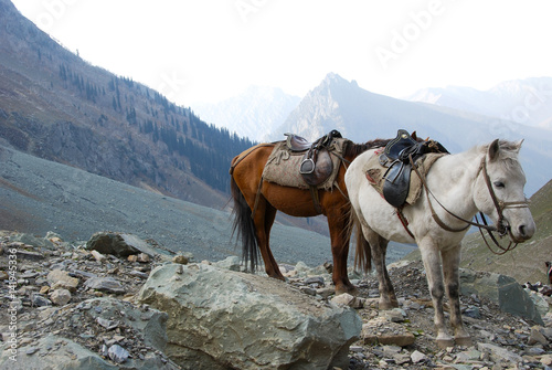 Mule at Himalaya background (Kashmir, India)