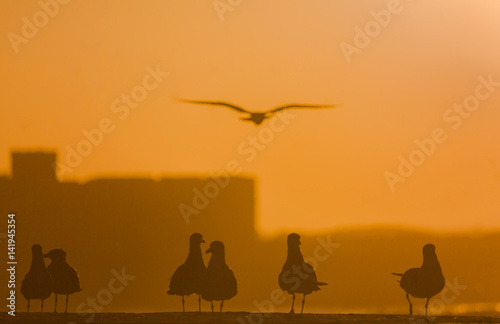 Gulls on the waterfront Essaouira © yurybirukov