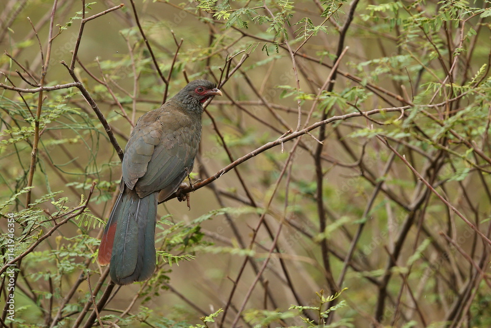 bird of pantanal in the nature habitat, wild brasil, brasilian wildlife, pantanal, green jungle, south american nature and wild bird of pantanal in the nature habitat, wild brasil, brasilian wildlife, pantanal, green jungle, south american nature and wild