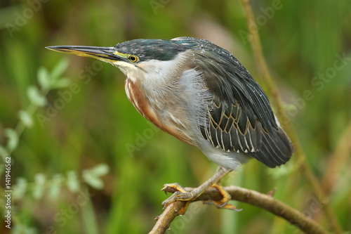 bird of pantanal in the nature habitat, wild brasil, brasilian wildlife, pantanal, green jungle, south american nature and wild