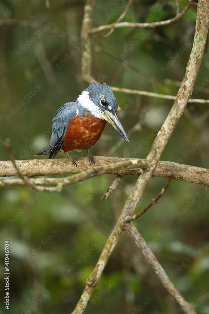 bird of pantanal in the nature habitat, wild brasil, brasilian wildlife, pantanal, green jungle, south american nature and wild bird of pantanal in the nature habitat, wild brasil, brasilian wildlife, pantanal, green jungle, south american nature and wild