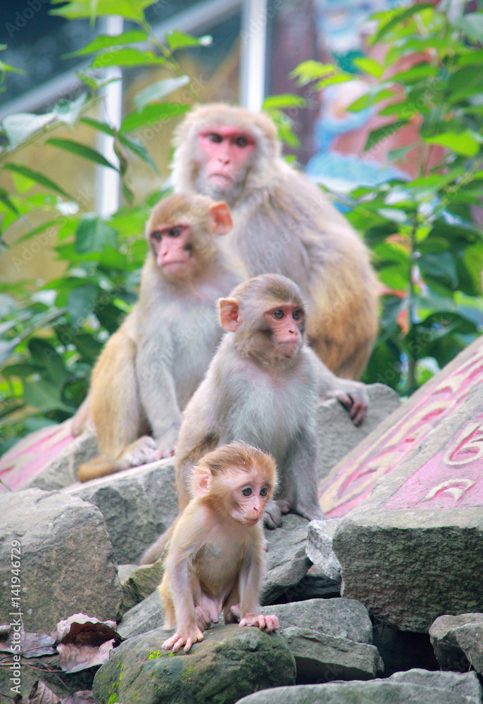 Naklejka premium Family of macaques in the town of Revalsar. State Himachal Pradesh