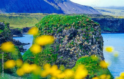 Vogelfelsen, Brutkolonie von Eissturmvögeln und Dreizehenmöwen, hinter gelben Blumen an der Küste zwischen Hellnar und Arnarstapi, Halbinsel Snæfellsnes, Island/ Iceland, Europa photo