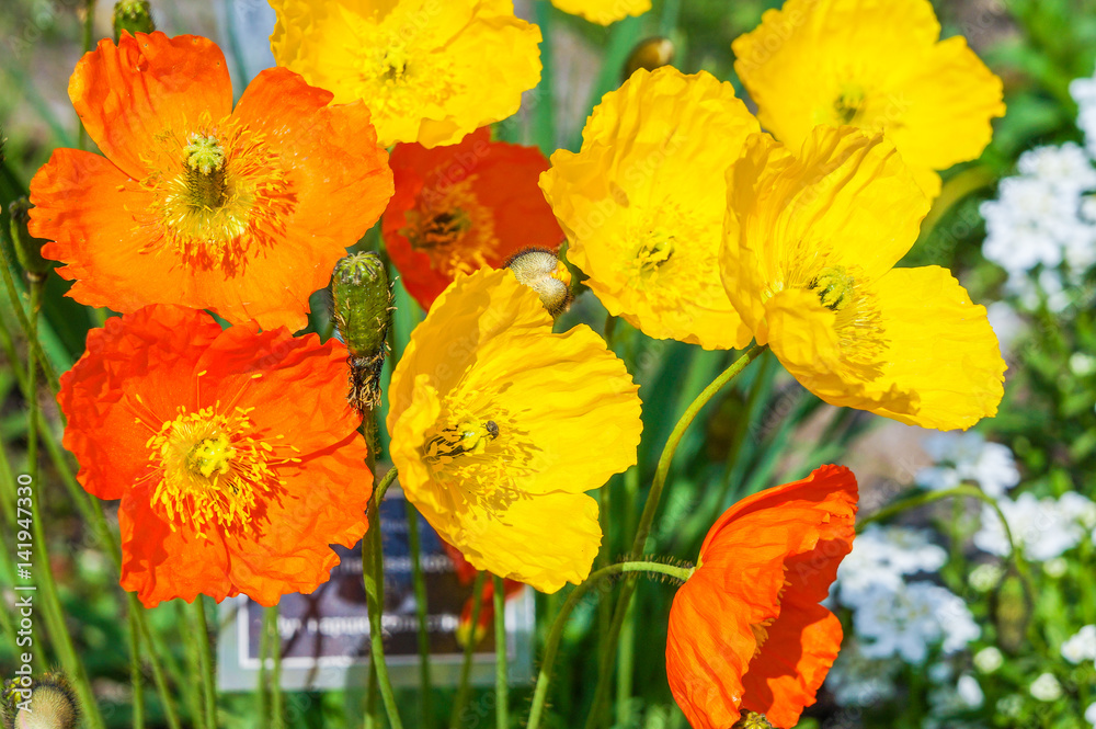 Fototapeta premium Colorful poppy flowers in the spring sunshine
