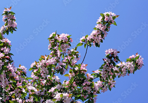 branch of a blossoming tree on blue sky