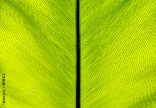 Closeup Back of Bird s Nest Fern Leaf