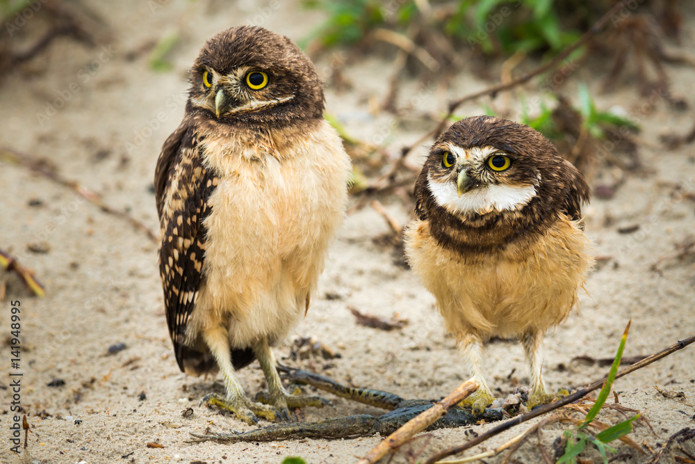 Naklejka premium Kaninchenkauz in Brasilien (Athene cunicularia / Coruja-buraqueira)
