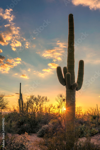 Saguaros at sunset in Sonoran Desert near Phoenix, Arizona.