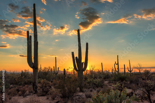 Arizona Saguaro cactus at beautiful sunset.