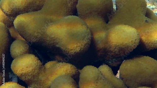 The chamber slowly moves away from the surface of Knob coral (Favia stelligera)
 photo