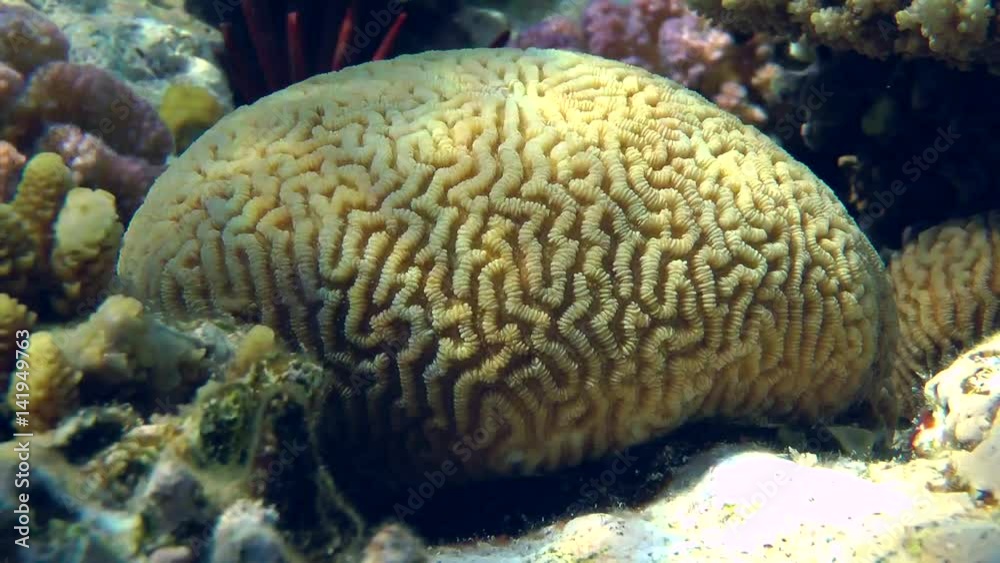 The lump of brain coral on a coral reef, medium shot.
The lump of brain coral on a coral reef, medium shot.