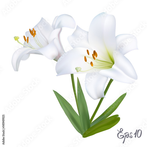 Fototapeta Naklejka Na Ścianę i Meble -  White lily on a white background. Vector illustration.