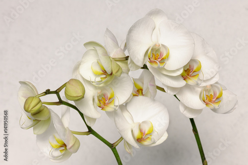 Fototapeta Naklejka Na Ścianę i Meble -  beautiful white orchids