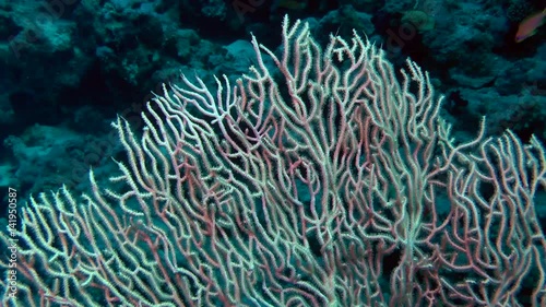 The camera is slowly coming to a bush Gorgonian fan coral (Subergorgia mollis), medium shot.
 photo