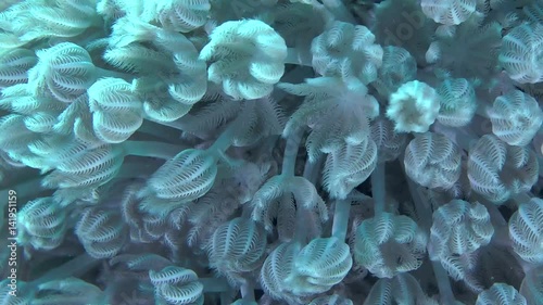 Pulsatory colony of White pulse soft coral (Heteroxenia fuscescens), close-up.
 photo