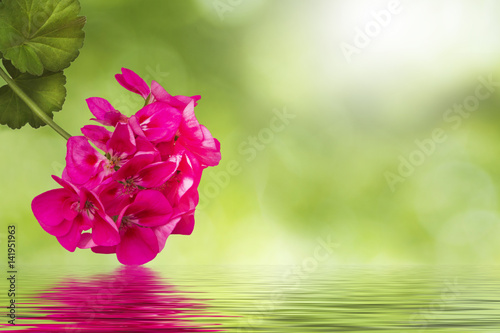 Fototapeta Naklejka Na Ścianę i Meble -  Geranium water