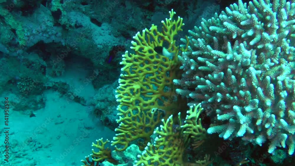 The camera slowly approaches the Net Fire Coral bush (Millepora dichotoma), which grows on the slope of the reef.
The camera slowly approaches the Net Fire Coral bush (Millepora dichotoma), which grows on the slope of the reef.
