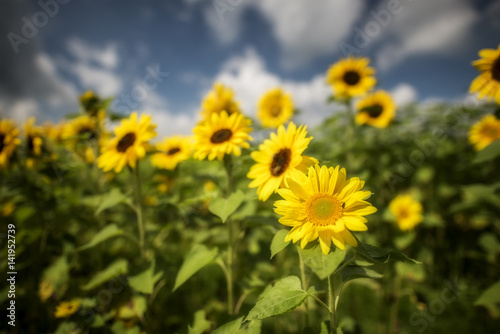 Sonnenblumenfeld  