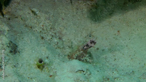 Two Indian feather duster worm (Sabellastarte spectabilis) push their tentacles out of the tubes, then hide, medium shot.
 photo