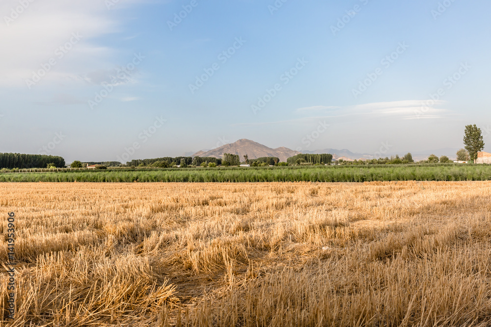 Landscape with crops and mountain views in the background