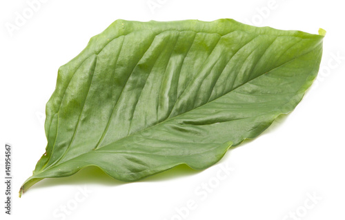 Green leaves on white background