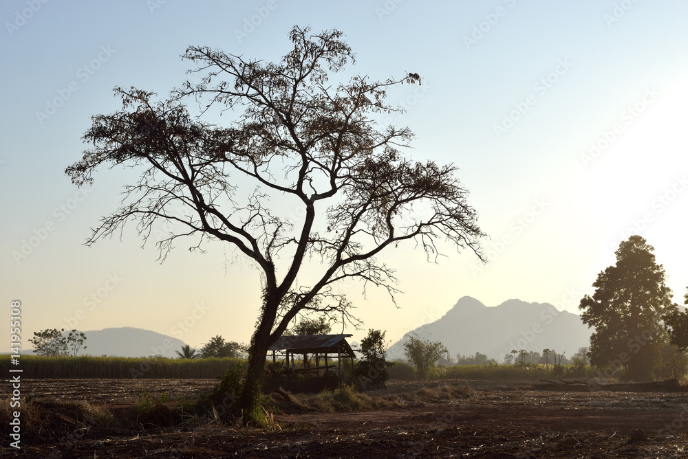 Obraz premium Tree silhouette on field