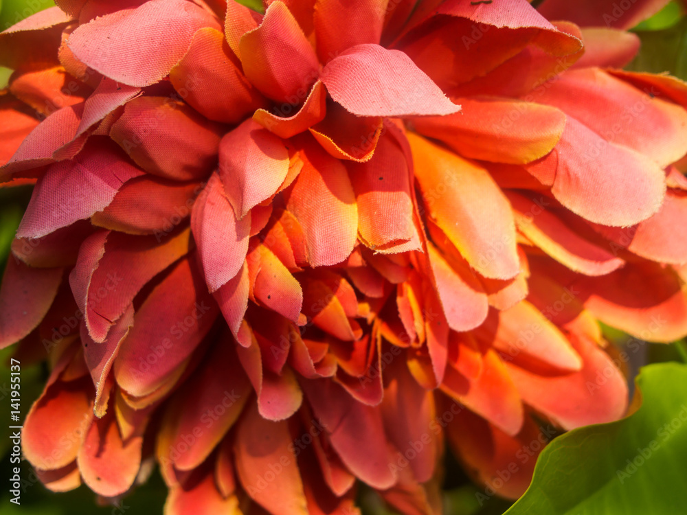 focused at flowers on nature background