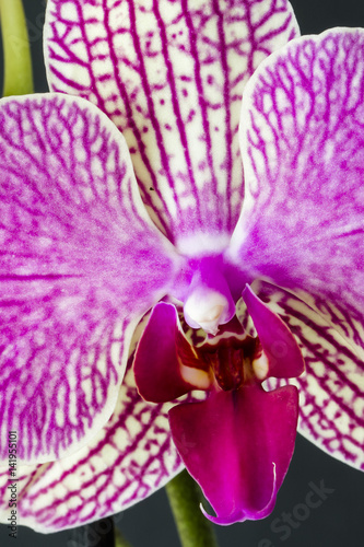 Fototapeta Naklejka Na Ścianę i Meble -  White orchid flower with purple veins and tip.