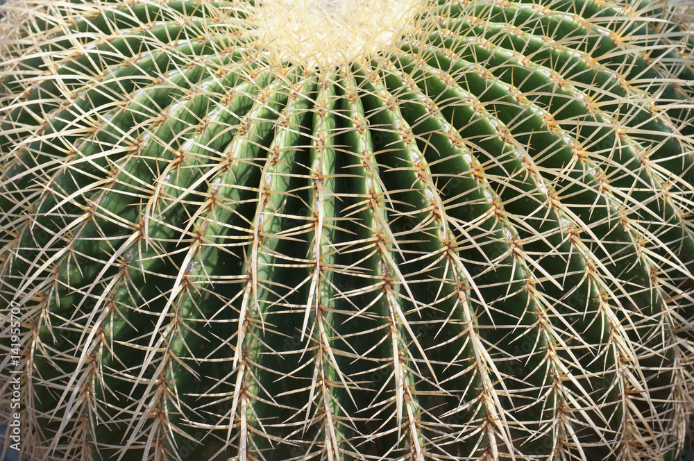 cactus cactus