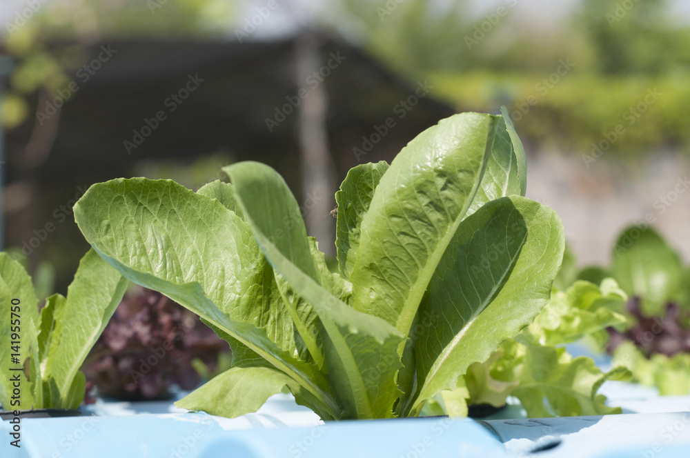 Fototapeta premium Hydroponic vegetables growing vegetables without soil.