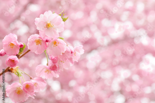 Sakura blossom © igradesign