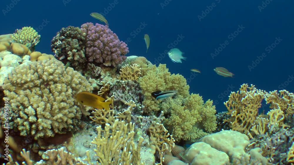 Amazing picture of a coral reef with various kinds of coral and brightly colored fish.
Amazing picture of a coral reef with various kinds of coral and brightly colored fish.