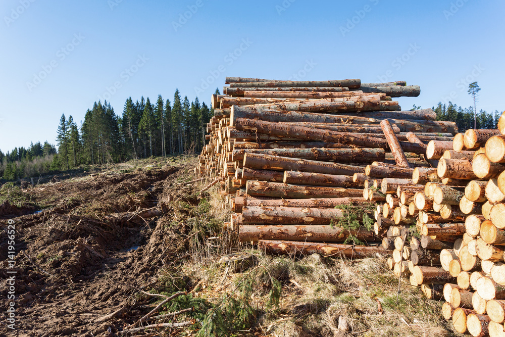 Vehicle damage in the ground at a depots for timber in the forest