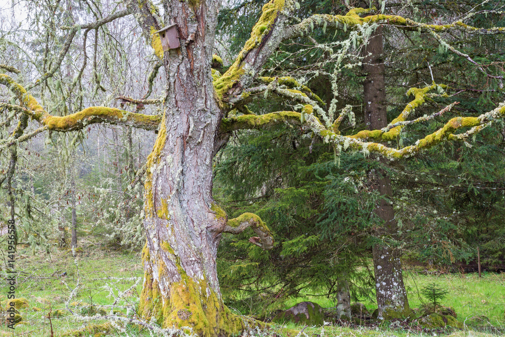 Fototapeta premium Moss on an old tree with a Birdhouse