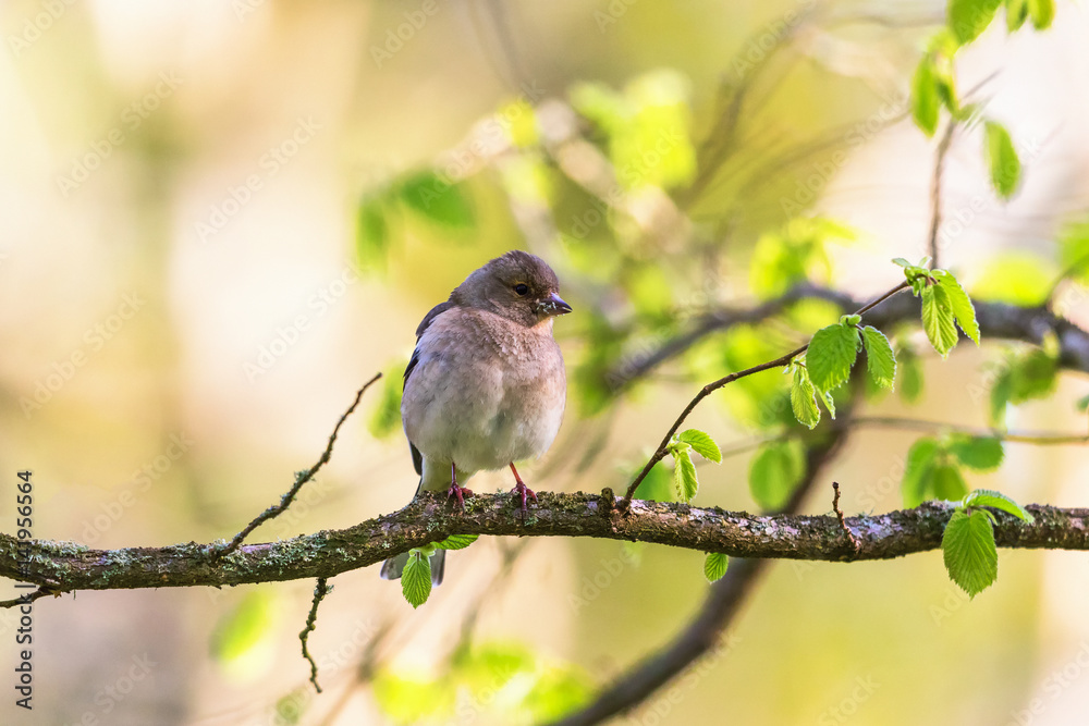 Chaffinch on a tree branch Chaffinch on a tree branch