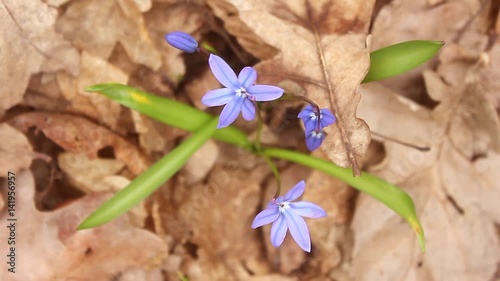 Snowdrop spring flowers. Delicate Snowdrop flower is one of the spring symbols telling us winter is leaving and we have warmer times ahead. Fresh green well complementing the blue blossoms. photo