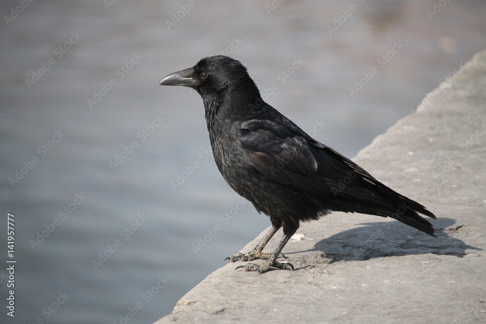 Une Corneille noire sur le bord du quai Une Corneille noire sur le bord du quai